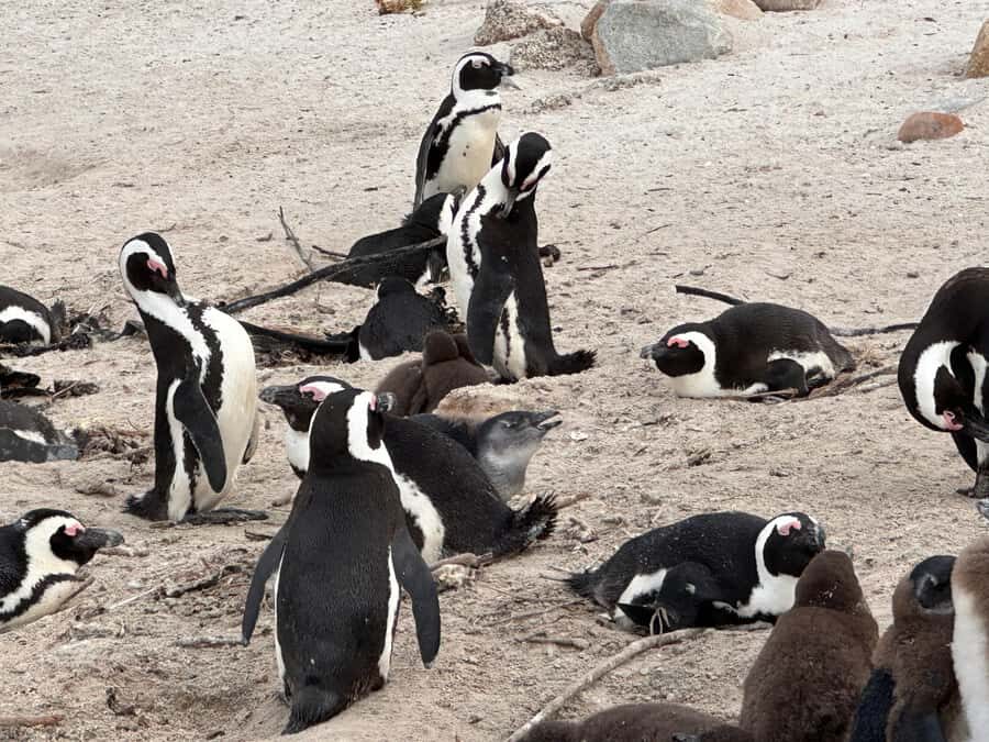 Cape Town Table Mountain Penguins & Cape Point All-inclusive - Cape of Good Hope Nature Reserve: guided time at a landmark with meaning