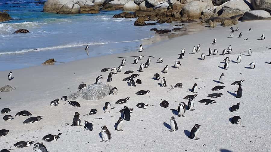 Cape Town: Table MT, Cape Point & Penguins Instagram Tour - Cape of Good Hope and Cape Point: lighthouse time and 360-degree payoff