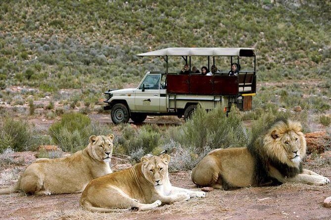 Cape Town - The Best of Aquila Safari Tour - Key points before you go
