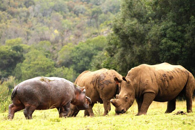 Cape Town - The Best of Aquila Safari Tour - Entering Aquila Game Reserve: 4x4 time and Big Five country