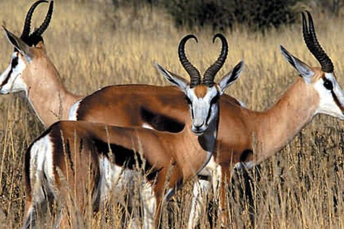 Cape Town - The Best of Aquila Safari Tour - Lion preservation project and the giraffe walk chance