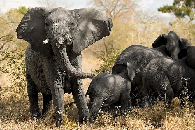 Cape Town - The Best of Aquila Safari Tour - Breakfast, lunch, and wine tastings that actually fit the day