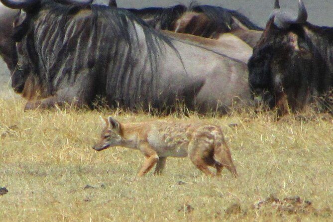 Cape Town - The Best of Aquila Safari Tour - Price and value: what $336 buys you