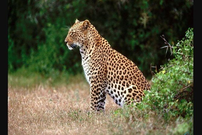 Cape Town to Durban & Garden Route - 7 day Private Safari - Day 2: Swellendam heritage, Indalu elephant time, and Knysna Heads