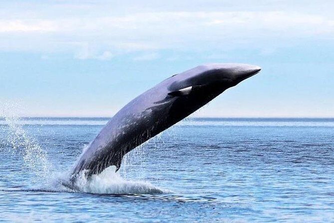 Cape Town to Durban & Garden Route - 7 day Private Safari - Price and value: what $1,560.73 per person really buys