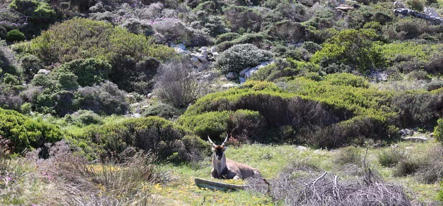 Cape Town: Tour Cape Point & Boulders Beach Penguin Day Trip - Boulders Beach Penguin Colony: The Close-Up Moment