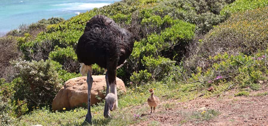 Cape Town: Tour Cape Point & Boulders Beach Penguin Day Trip - Chapmans Peak Drive: The Scenic Road Stop That’s Really About Timing