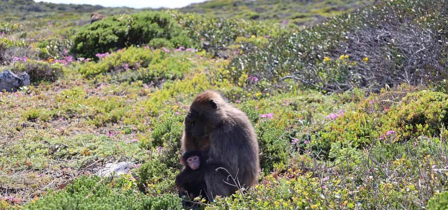 Cape Town: Tour Cape Point & Boulders Beach Penguin Day Trip - Cape of Good Hope Nature Reserve: Overviews and the Signature Signboard Photo
