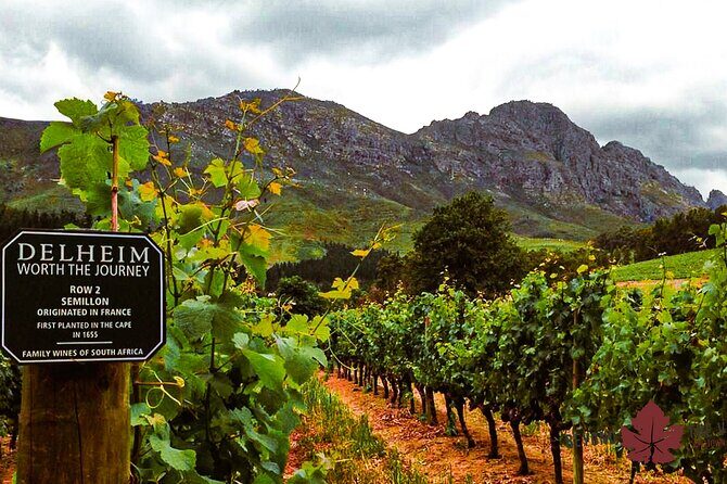 Cape town - Unique Private wine tour Blend & bottle own wine - First estate stop: cheese and wine pairing with a winemaker’s perspective