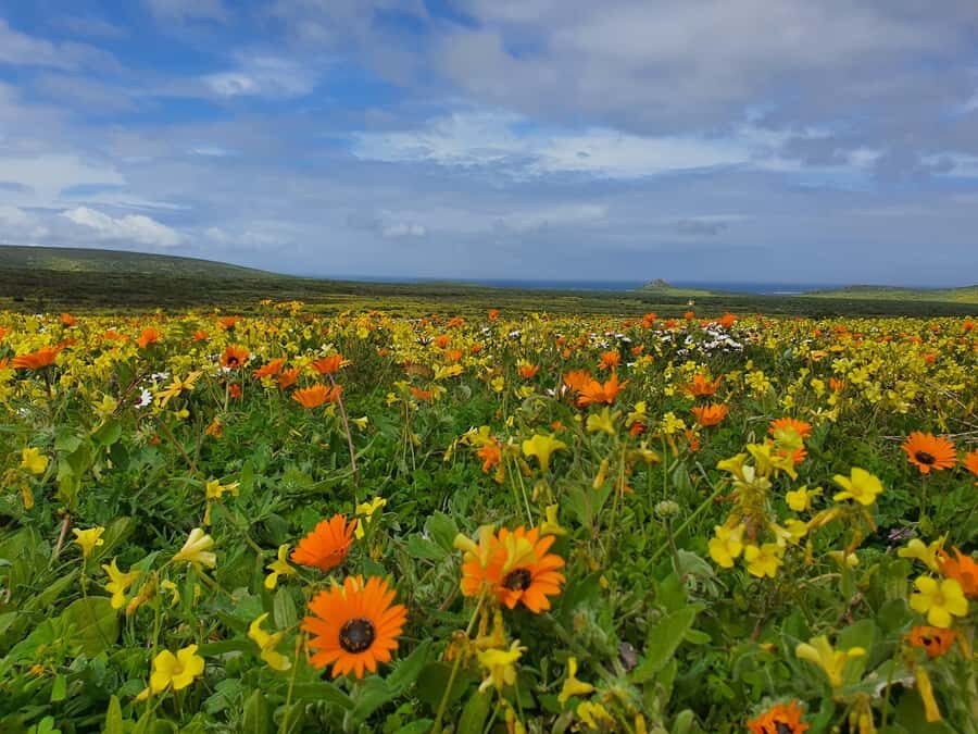 Cape Town: West Coast Spring Tour 2025 - Key things that make this tour worth your time