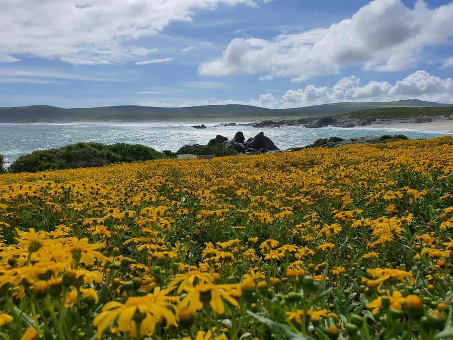 Cape Town: West Coast Spring Tour 2025 - Postberg wildflowers in August and September: the whole point of timing