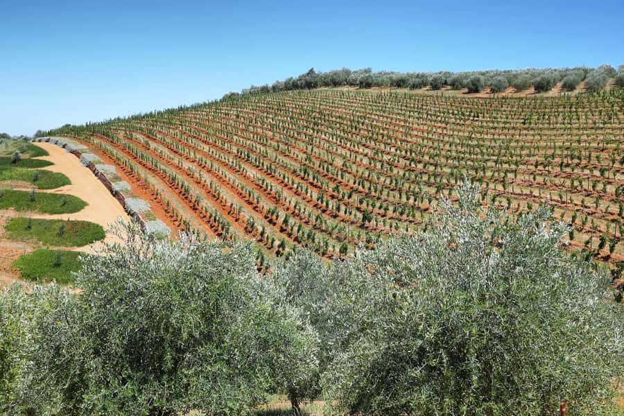 Cape Town: Wine Tram & Winelands Tour with Tastings & Pickup - Price and Value: Why $230 Can Make Sense for This Kind of Day
