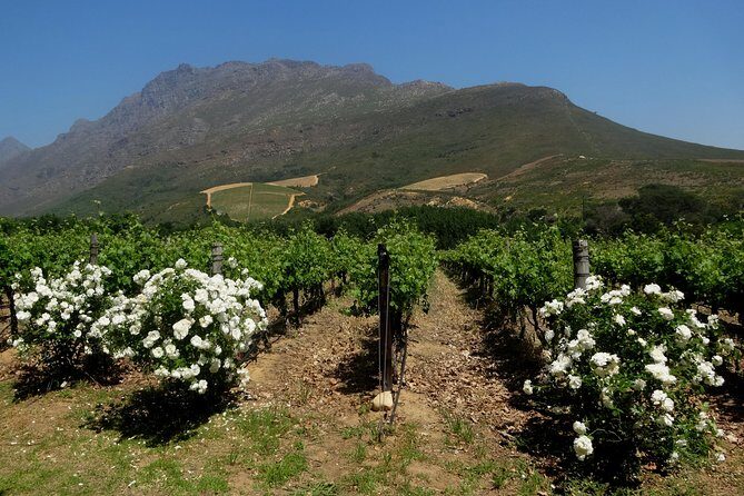 Cape Town Winelands Stellenbosch Private Afternoon Tour - Price and value: $410 per group for a private, guided tasting day