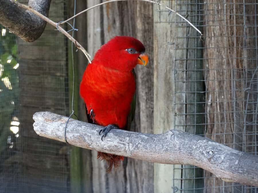 Cape Town: World of Birds & Animal Sanctuary - Key things to know before you go
