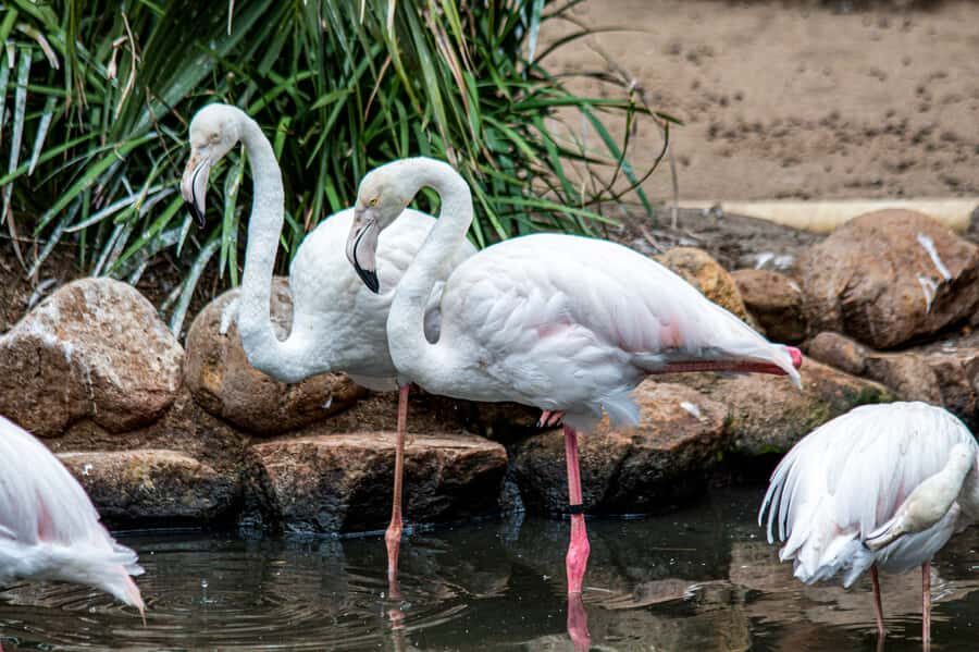 Cape Town: World of Birds & Animal Sanctuary - World of Birds in Hout Bay: what you’re really paying for