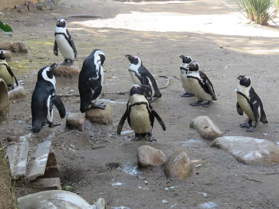 Cape Town: World of Birds & Animal Sanctuary - The walk-through bird sanctuary: 100 aviaries and 400+ species