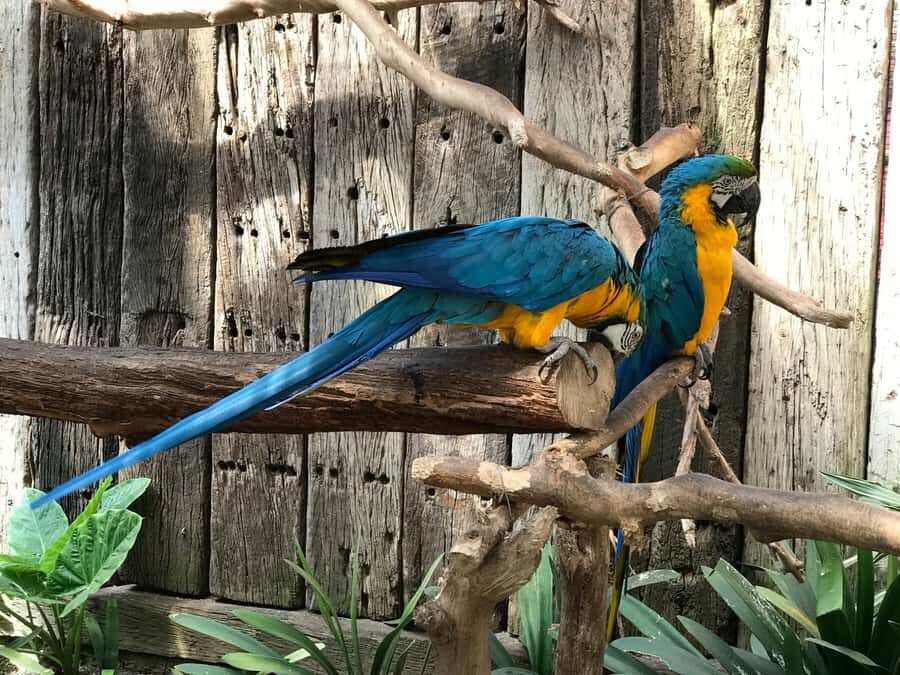 Cape Town: World of Birds & Animal Sanctuary - Value check: why the $10 price feels fair