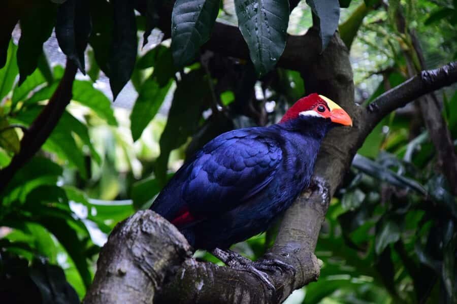 Cape Town: World of Birds & Animal Sanctuary - Getting there and planning a smooth 1-day visit