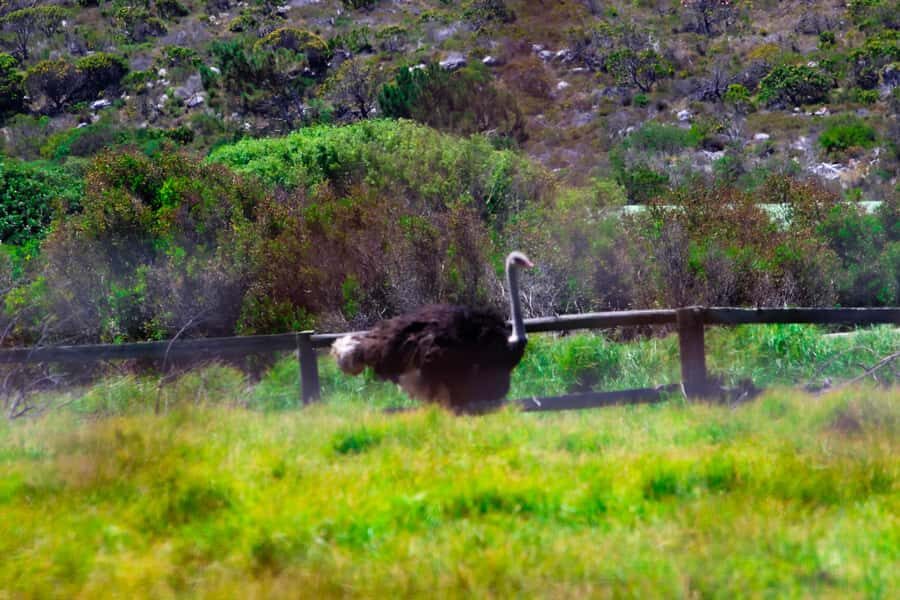 Cape Town's Best: Cape Point & Boulders Beach Group Tour - Cape of Good Hope: Atlantic Meets Indian, Plus Lighthouses and Views