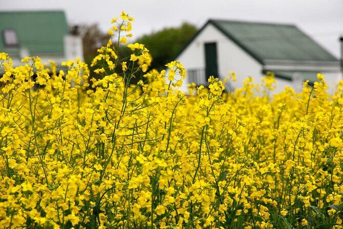 Cape West Coast Flower Tour - West Coast National Park: Dunes, Wetlands, and Wildlife Chances