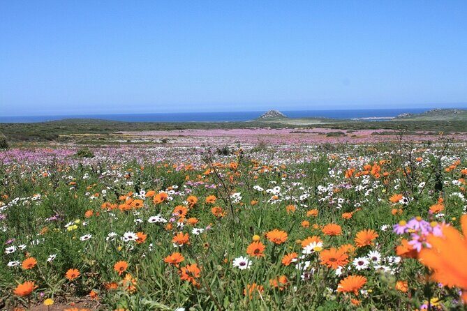 Cape West Coast Flower Tour - Kraalbaai Beach and the Langebaan Lagoon: The Easy Win by the Water