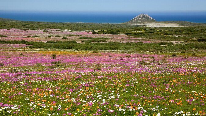 Cape West Coast Flower Tour - Start in Cape Town: How the Route Keeps the Day Relaxed