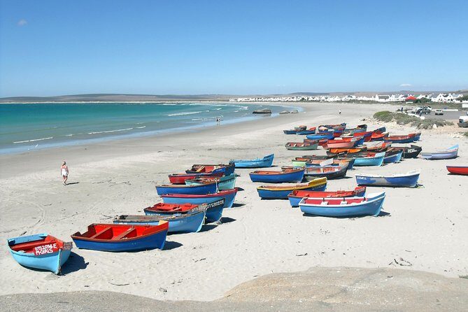Cape West Coast Full Day Private Day Tour - Darling olive (and wine) tasting: the first taste of West Coast flavor