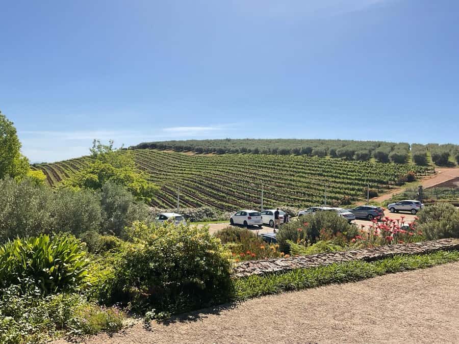 Cape Winelands Experience: Paarl, Stellenbosch & Franschhoek - Guides, Pace, and Small Practical Tips That Keep the Day Fun
