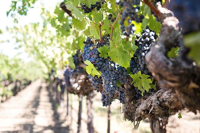 Cape Winelands shared day tour from Cape Town to Stellenbosch and Franschhoek - Stellenbosch town orientation: Dutch-style streets and Stellenbosch University