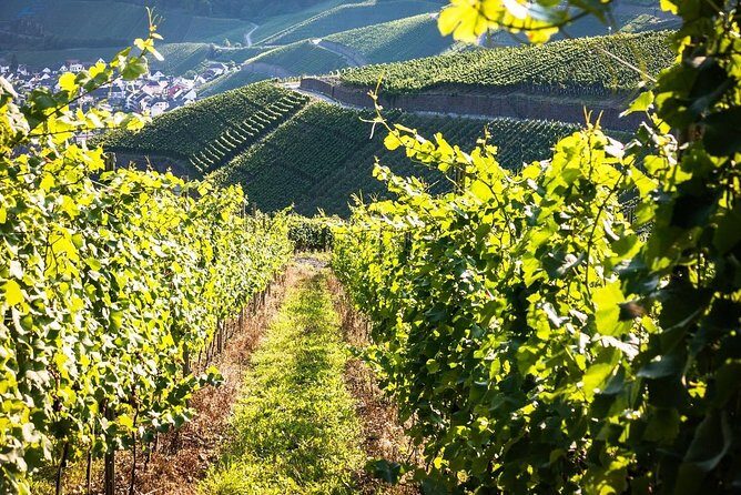 Cape Winelands shared day tour from Cape Town to Stellenbosch and Franschhoek - Fairview Wine and Cheese in Paarl: pick a wine range, sample the deli