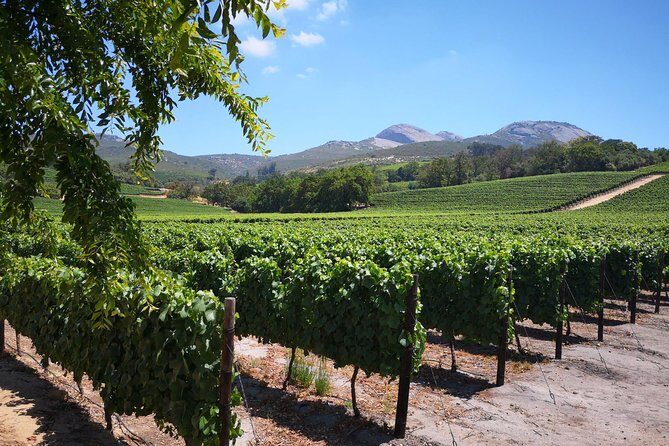 Cape Winelands Stellenbosch Franschhoek Paarl Tour from Cape Town - The guide makes or breaks the day: what you can look for in your host