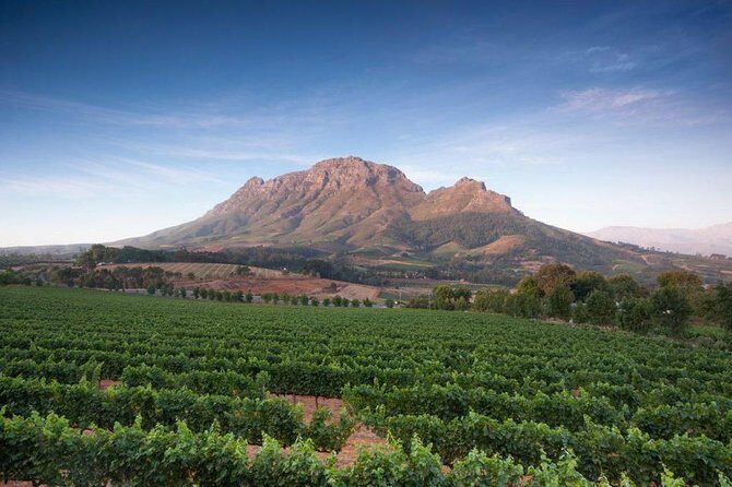 Cape Winelands Tour - Haute Cabriere: The 2-Hour Stop Where Sparkling Gets Real