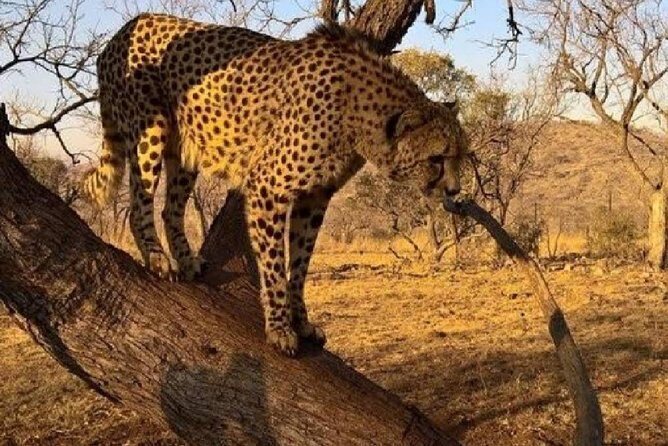 Captivating Safari Lion Park Experience (Half Day Guided Tour) - How the half-day Safari Lion Park tour fits Johannesburg schedules