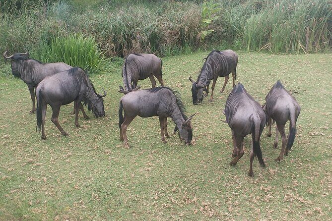 Captivating Safari Lion Park Experience (Half Day Guided Tour) - The 2-hour guided park circuit: where the time actually goes