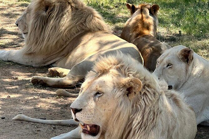 Captivating Safari Lion Park Experience (Half Day Guided Tour) - Photo opportunities and close viewing: how to get better results