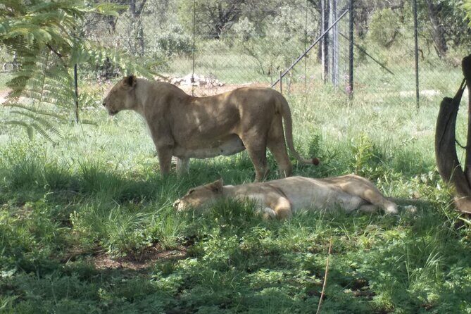 Captivating Safari Lion Park Experience (Half Day Guided Tour) - Pickup, transport, and what you’re paying for