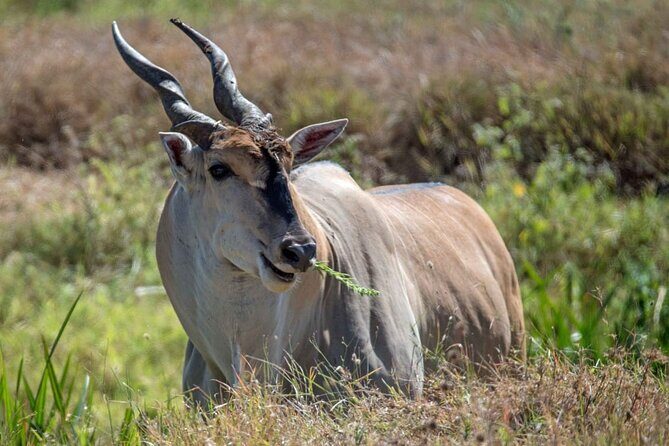 Captivating Safari Lion Park Experience (Half Day Guided Tour) - Who this tour suits best (and who should rethink it)