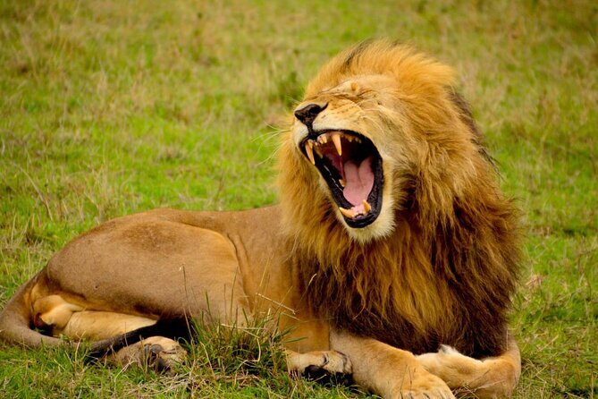 Captivating Safari Lion Park Experience (Half Day Guided Tour) - Should you book the Safari Lion Park half-day guided tour?