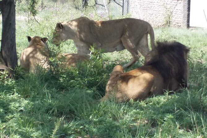 Captivating Safari Lion Park Experience (Half Day Guided Tour) - Safari Lion Park animals: what you can realistically expect to see