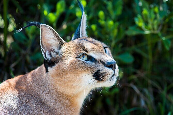 Cats in Conservation - A typical rhythm: breakfast, walks, lunch, and downtime