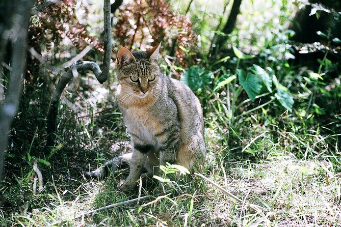 Cats in Conservation - Photography and the rules that keep the day respectful