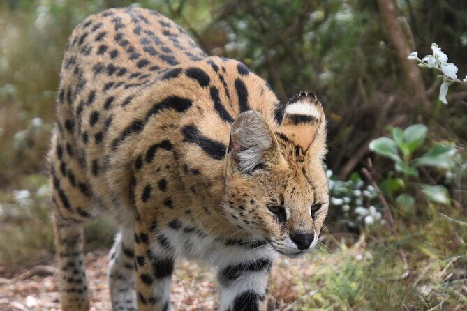 Cats in Conservation - Price at about $87.71: is it good value?