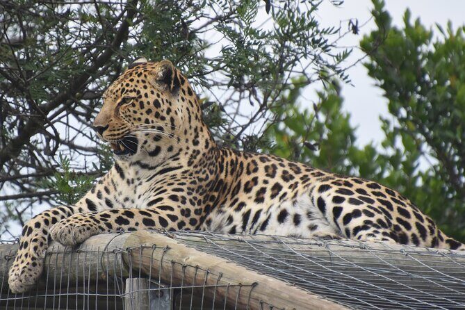 Cats in Conservation - The rare part: seeing Tenikwa’s wildlife rehabilitation facilities