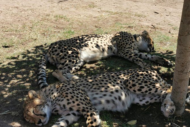 Cheetah Outreach Tour Somerset West, Gordon's Bay and Strand Beaches - Key things to know before you book