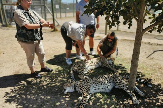 Cheetah Outreach Tour Somerset West, Gordon's Bay and Strand Beaches - Cheetah Outreach in Somerset West: close encounters with a conservation message
