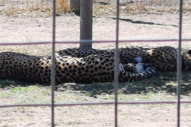 Cheetah Outreach Tour Somerset West, Gordon's Bay and Strand Beaches - Price and value: what $53.20 gets you (and what doesn’t)