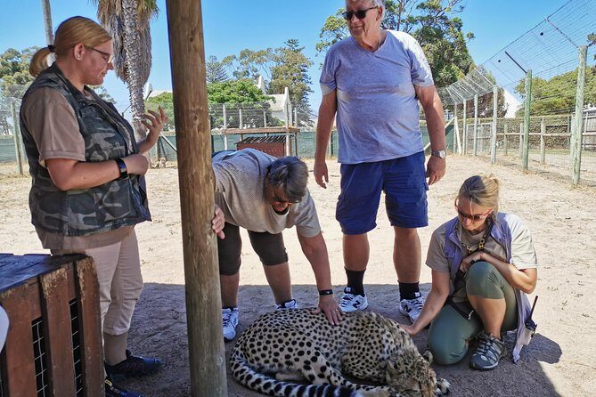 Cheetah Outreach Tour Somerset West, Gordon's Bay and Strand Beaches - Timing and how to not feel rushed