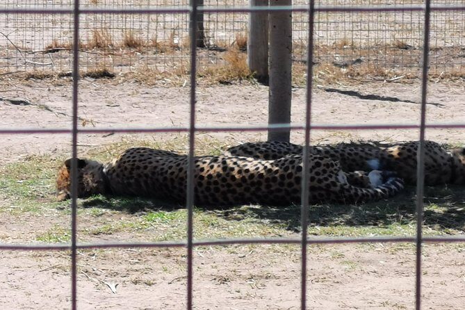 Cheetah Outreach Tour Somerset West, Gordon's Bay and Strand Beaches - What to bring for a smooth coast-and-animals day