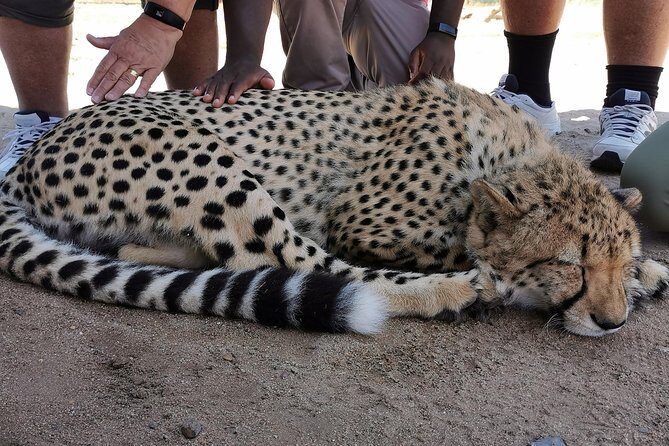 Cheetah Outreach Tour Somerset West, Gordon's Bay and Strand Beaches - Gordon’s Bay: a quick beach break that actually includes time to swim
