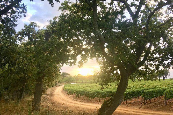 Constantia Hidden Gem Cycle Half Day - Private Tour - Price and what you get for $148.64 per person